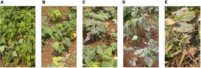 Genome-Wide Identification of Powdery Mildew Resistance in Common Bean (Phaseolus vulgaris L.)